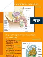 aparato reproducto.ppt