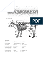 MORFOLOGI DAN ANATOMI SAPI