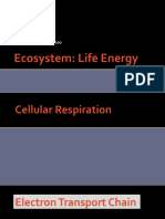 Electron Transport Chain