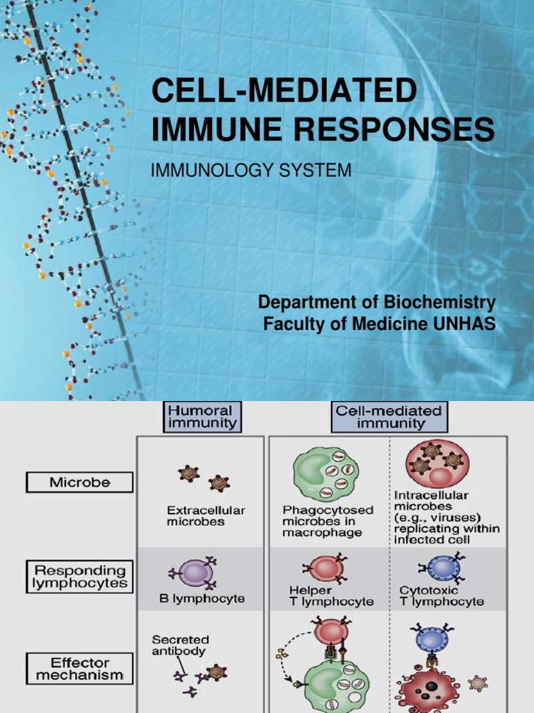 Cell-Mediated Immune Responses | PDF | T Cell | T Helper Cell