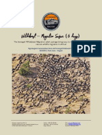 Wildebeest Migration Safari SEASON 2 PDF