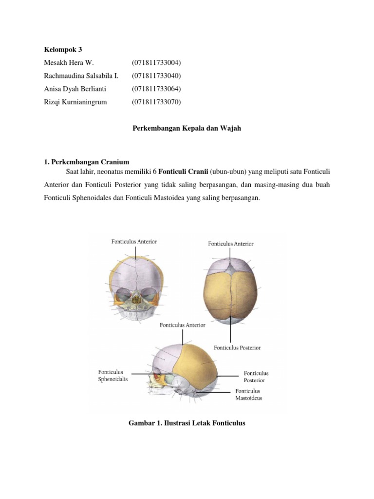Cranium PDF