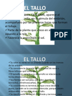 El tallo: estructura, funciones y tipos