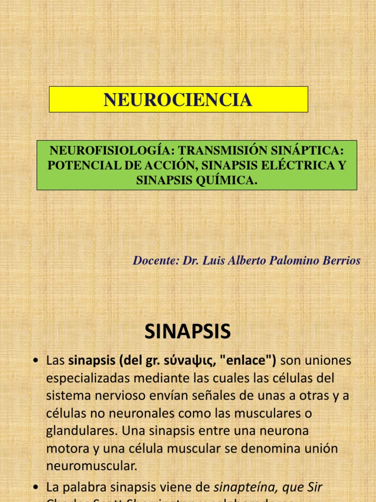 Sinapsis eléctrica y potencial de acción | PDF | Sinapsis | Potencial ...