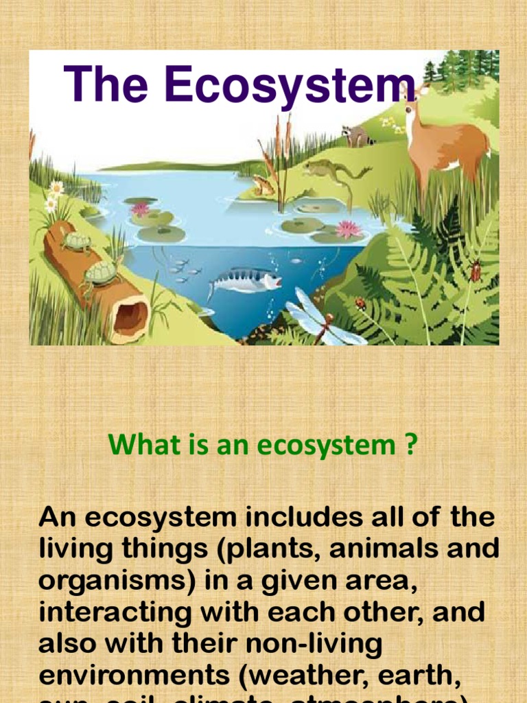 Cynel賢人ken | PDF | Aquatic Ecosystem | Forests
