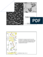 T 14 Trafico Vesicular 05 06