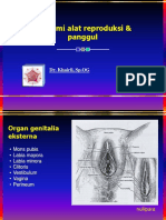 1. Anatomi alat reproduksi & panggul.ppt