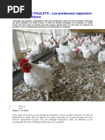 Elevage de poulets