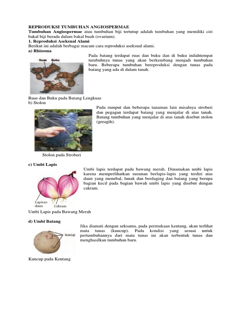 Reproduksi Tumbuhan Angiospermae Docx