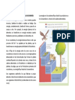 Las Cadenas Alimenticias y El Flujo de Energía