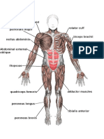 040 Muscles of the Body