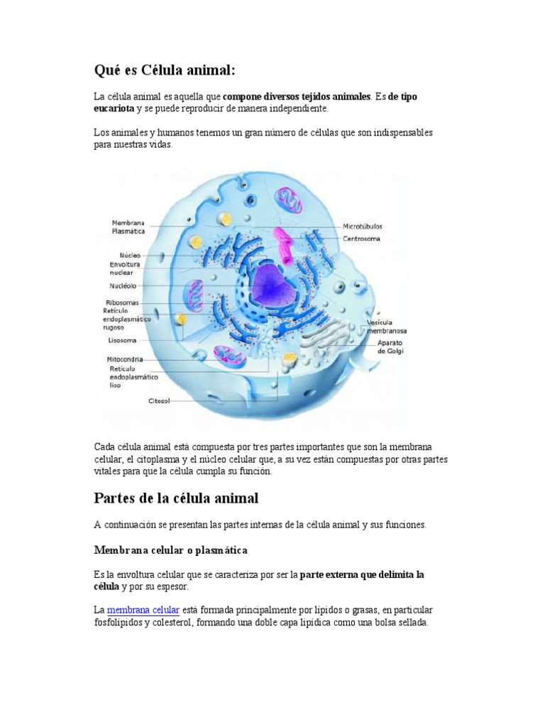 La Celula Animal Citoplasma Nucleo Celular Free 30 Day Trial