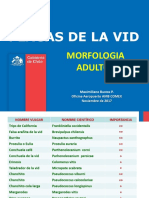 Plagas de La Vid Morfologia Adulto