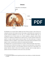 Las tres zonas de inserción del diafragma: esternón, costillas y pilares