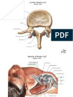Laminas Anatomia 11 Estudio PDF
