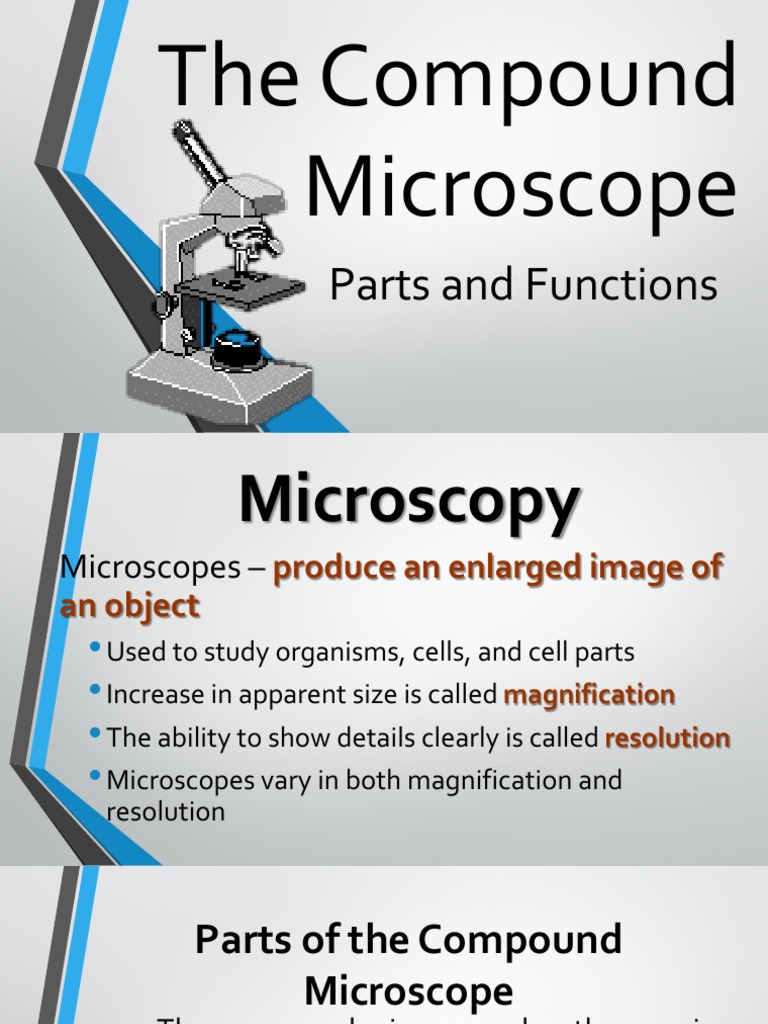 Anatomy And Physiology Microscope Diagram