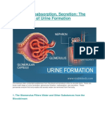Filtration, Reabsorption, Secretion: The Three Steps of Urine Formation