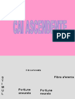 Ascendente Poze PDF