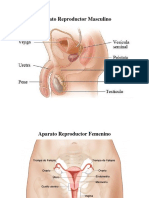 Aparato Reproductor Masculino