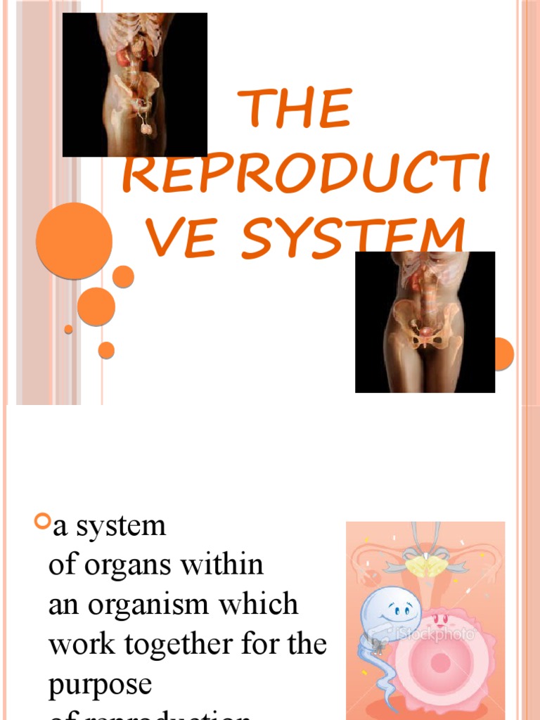 The Reproductive System | PDF