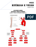 032-arterias-e-veias-dos-membros-superiores.pdf