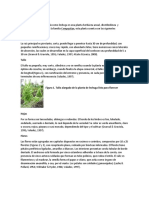 INFORME LECHUGA.pdf