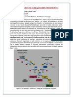 Papel Del Calcio en La Coagulación Sanguinea y Contraccion Muscular