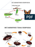 Proses Metamorfosis Sempurna