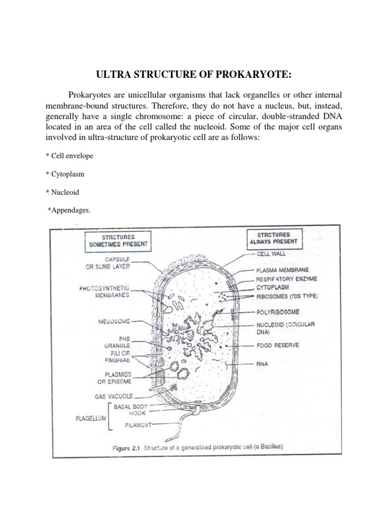 Ultra Structure of Prokaryote | PDF | Cell (Biology) | Cell Membrane
