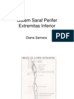 Saraf Perifer Inferior