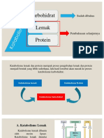 Katabolime Lemak Dan Protein