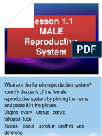 Science PPT Male Rep System 1.1