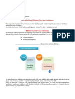 Introducción Al Sistema Nervioso Autónomo