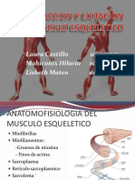 anatomia y fisiologia del musculo esqueletico
