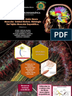 4 Semana. Neurona Motora