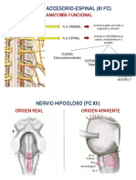 Nervio Accesorio-Espinal (Xi PC)