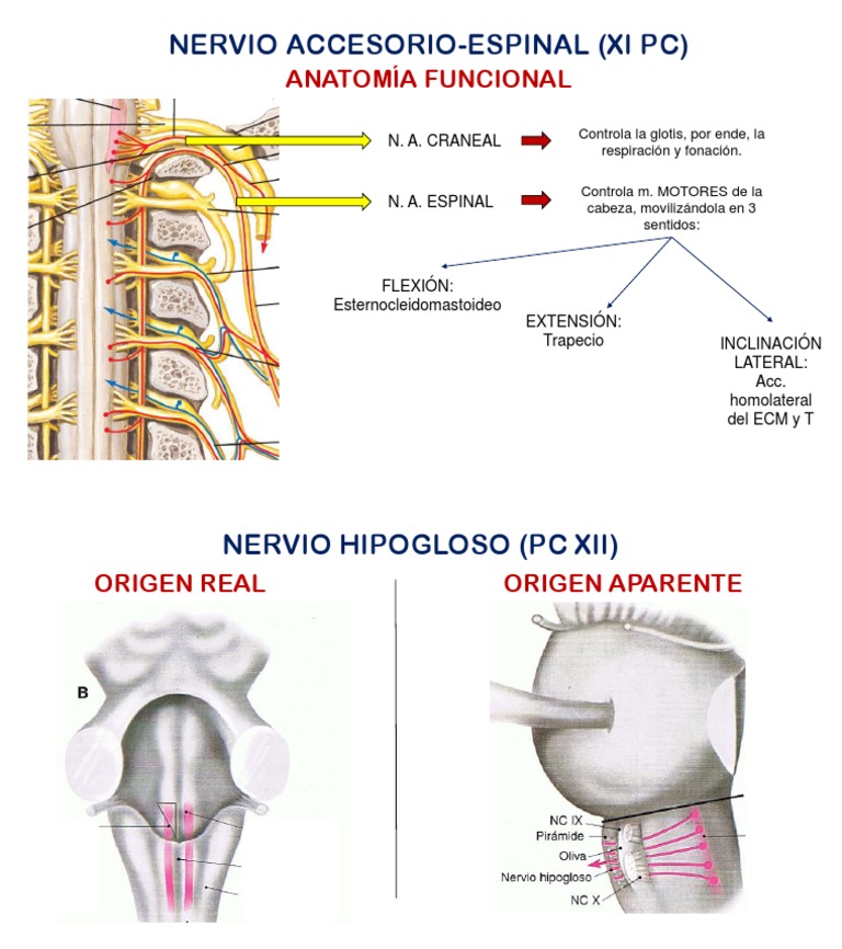 Nervio AccesorioEspinal (Xi PC) PDF