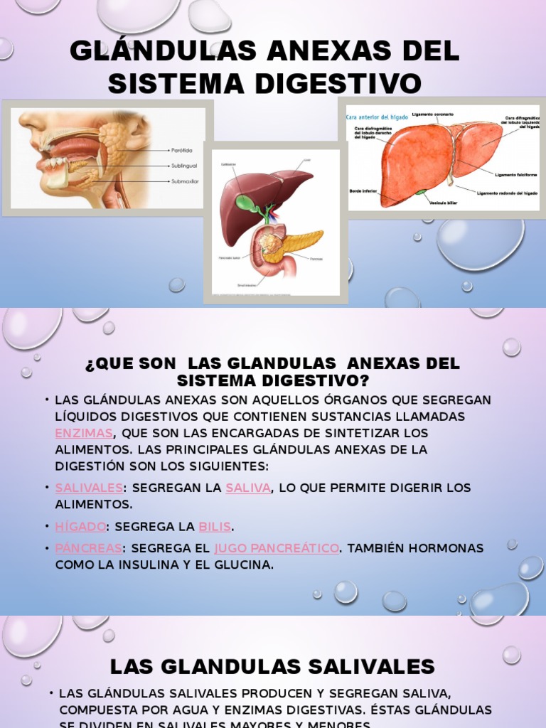 Glándulas Anexas Del Sistema Digestivo