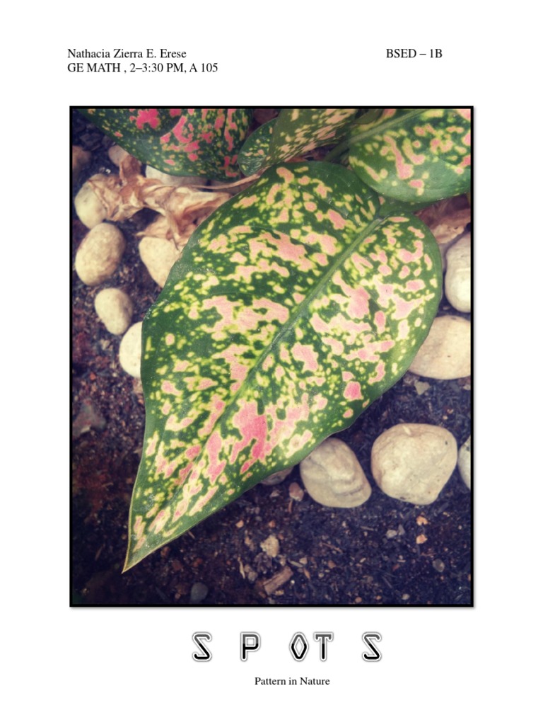 Patterns in Nature: GE Math Class | PDF