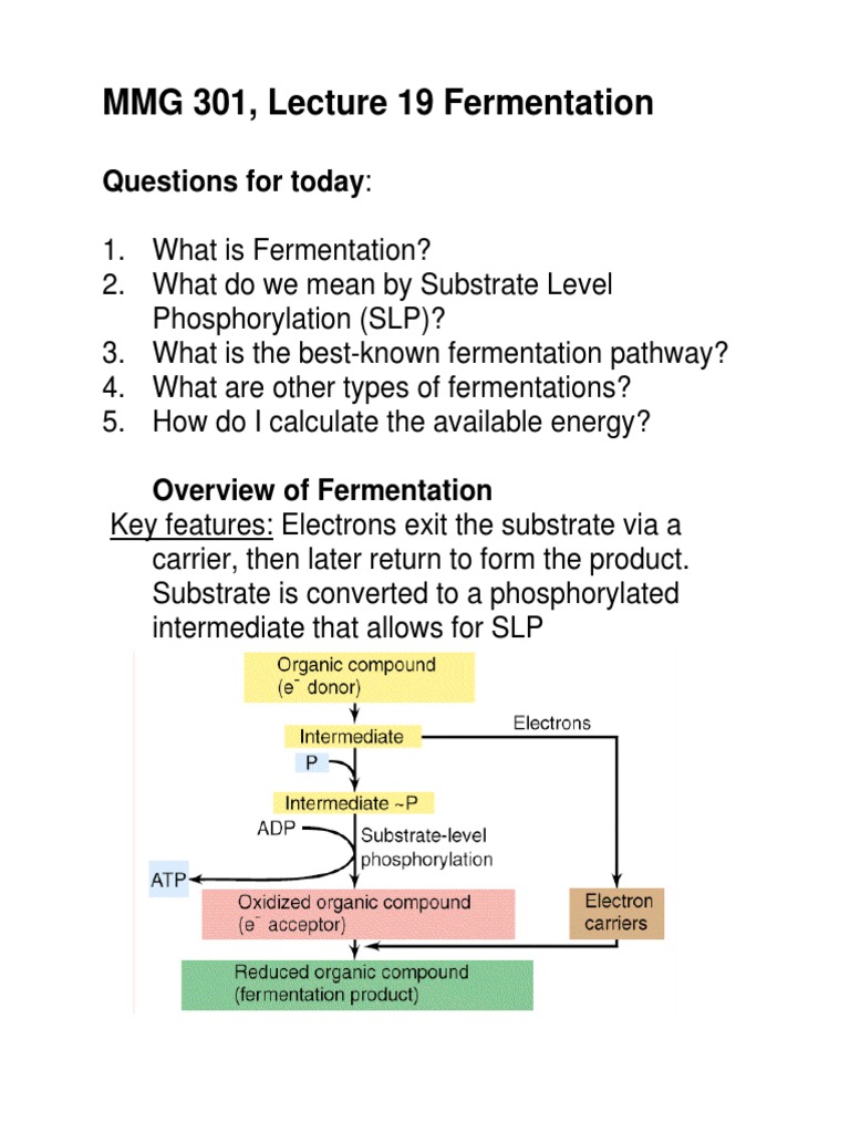 MMG 301, Lecture 19 Fermentation: Questions For Today | PDF ...