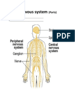 Nervous system parts and divisions