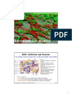 Extracellular Matrix: ECM: Definition and Function