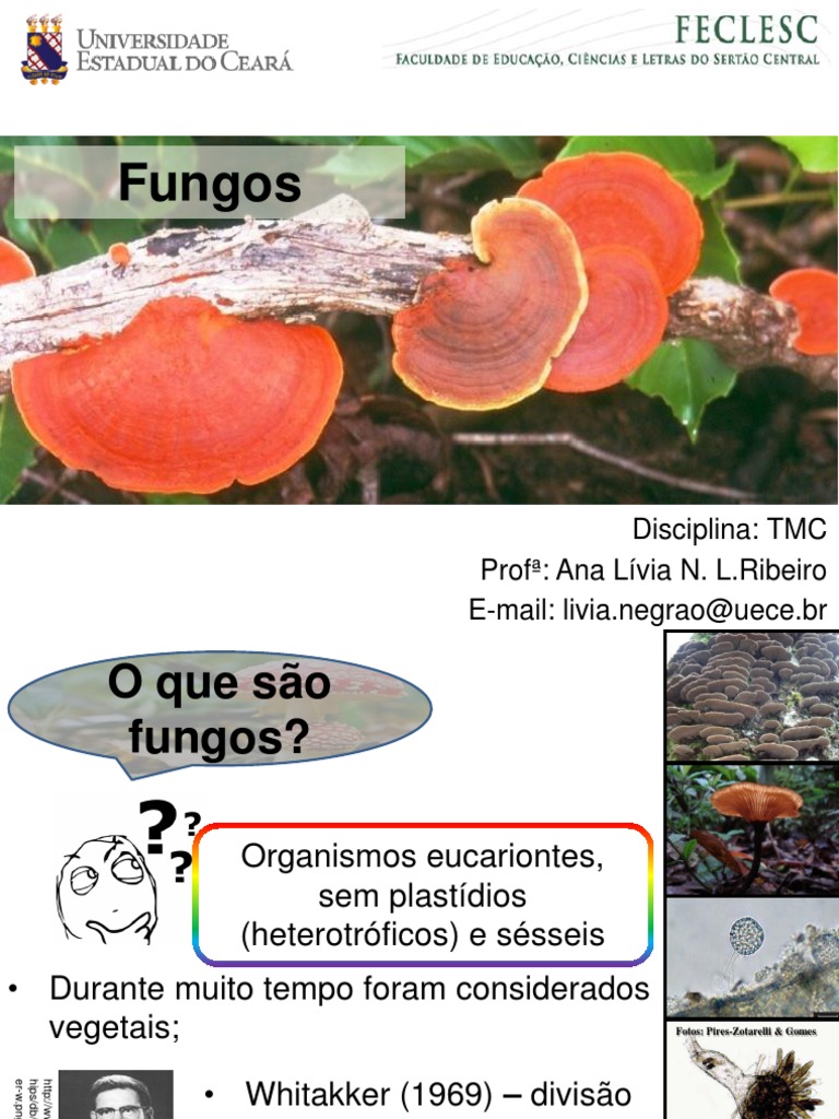 Introdução aos Fungos e Sua Classificação | PDF | Fungo | Organismos