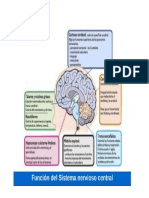 Anatomia Del Sistema Nervioso