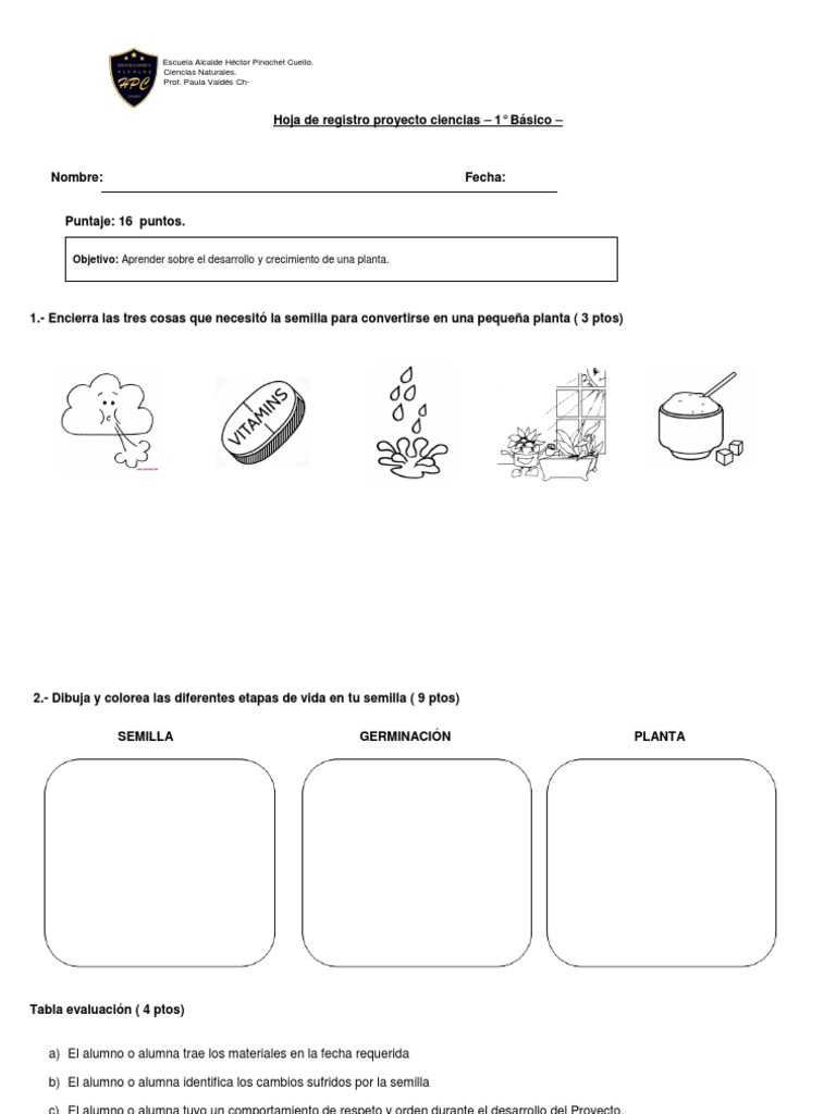 Crecimiento de Plantas en 1° Básico | PDF, image size:768x1024