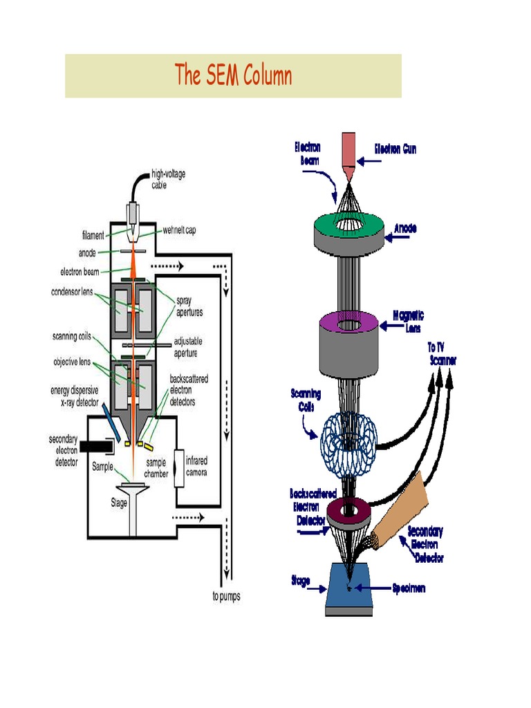 The Electron Beam Source in SEM | PDF | Scanning Electron Microscope ...