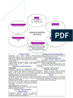 Cadena Epidemiologica de La Hepatitis B