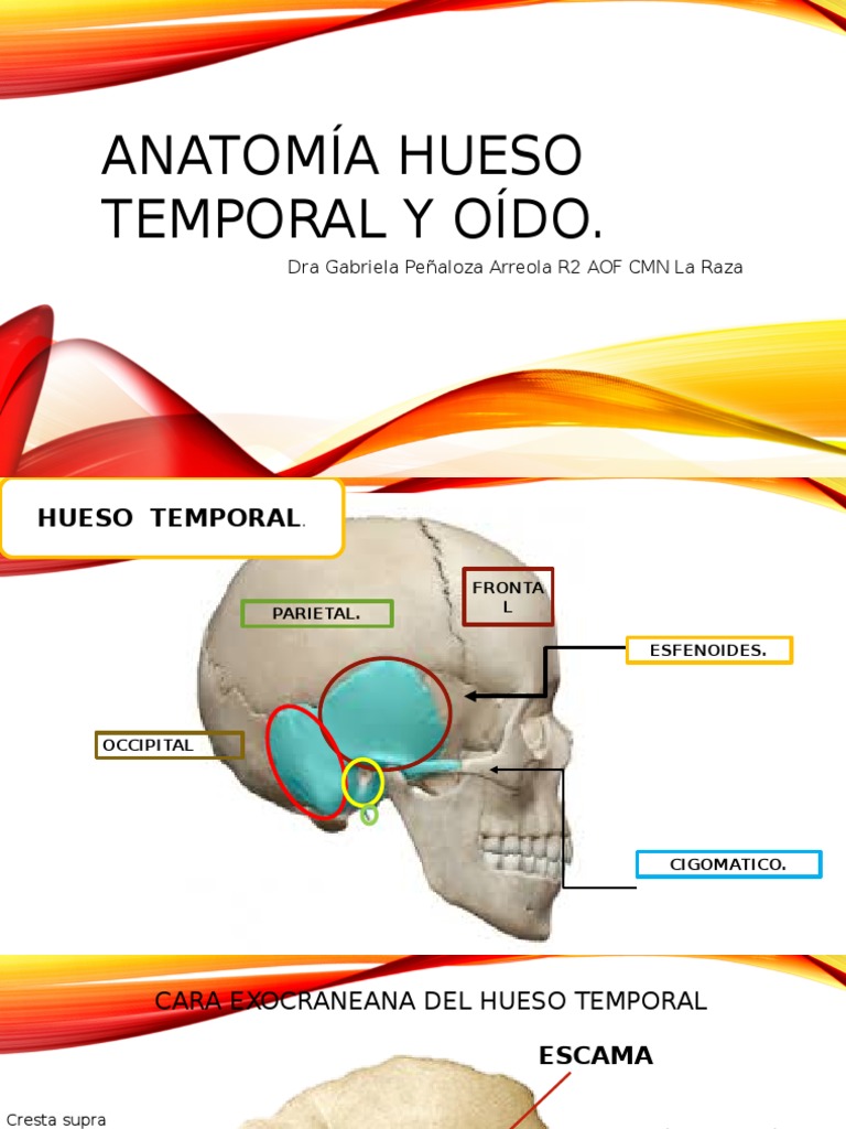 Anatomía Hueso Temporal y Oído | PDF | Otología | Anatomía de los primates