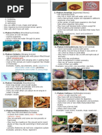 Animalia Phylum Summary Table | PDF | Gill | Zoology