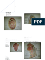 Catatan Anatomi Gastrointestinal